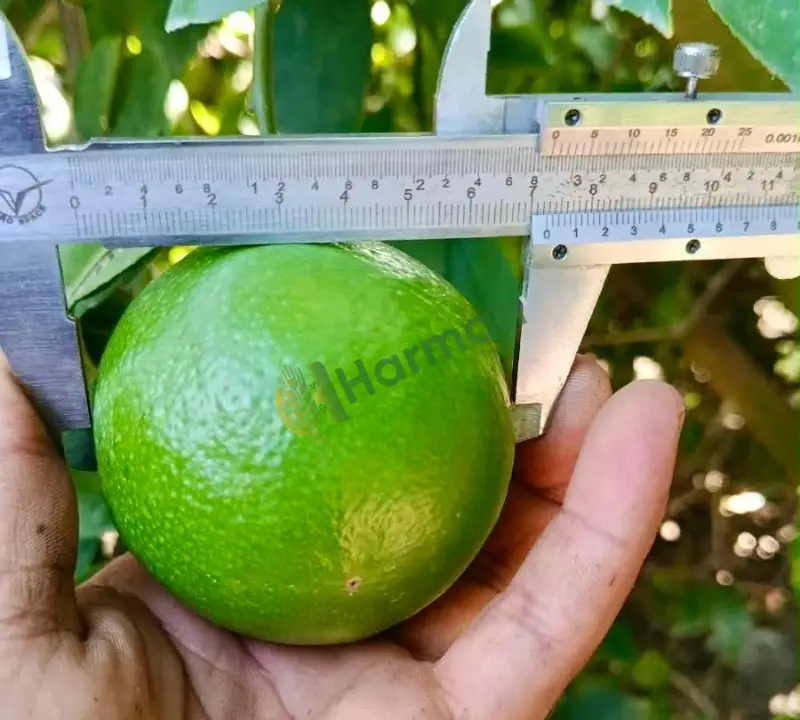 Satılık Mayer Limon