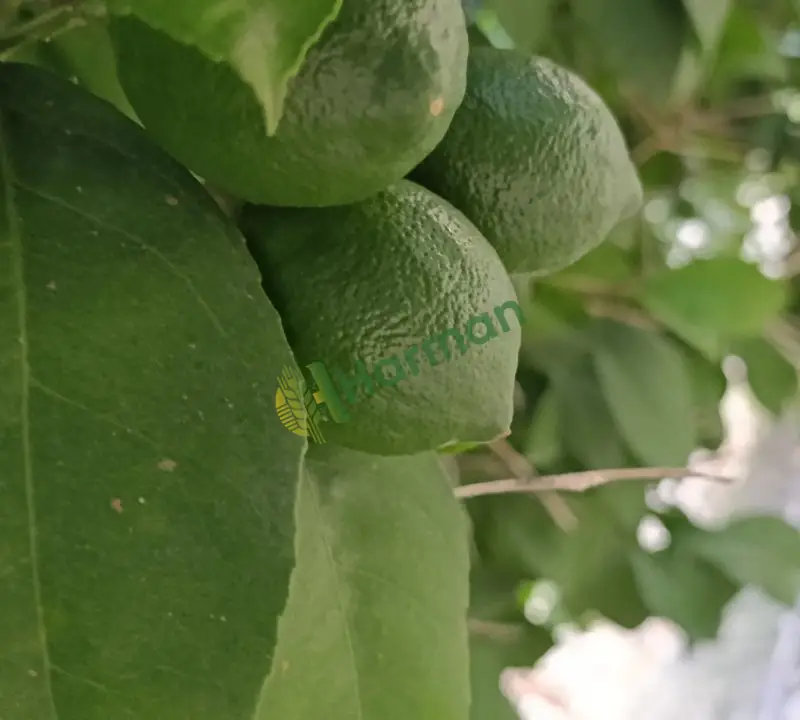 Satılık Mayer Limon -Adana - 2