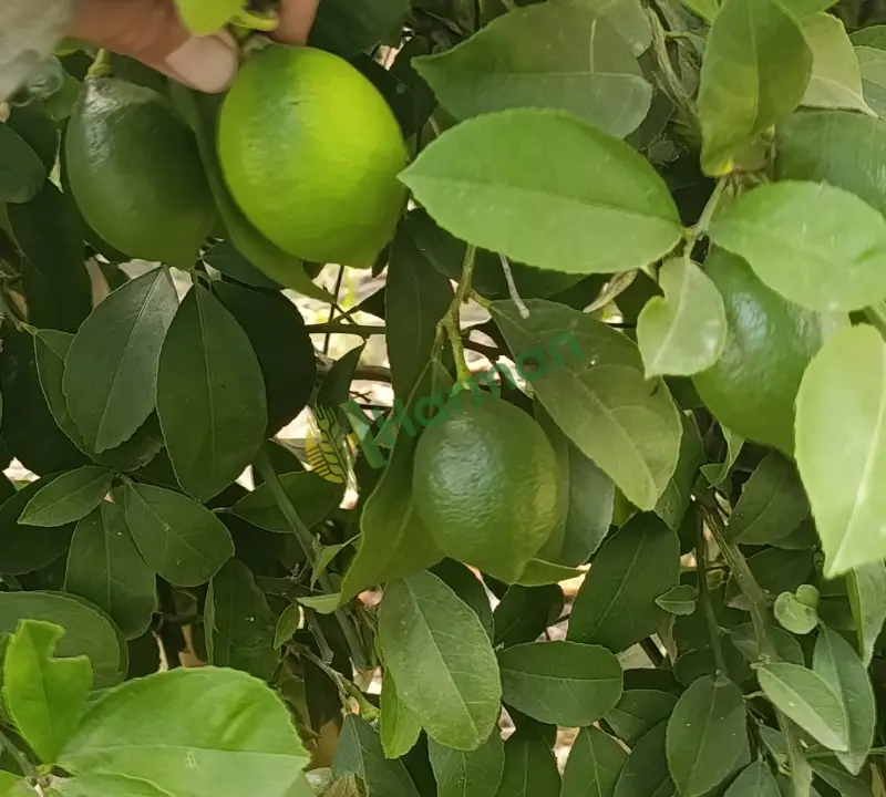 Satılık Mayer Limon -Adana - 4