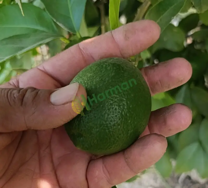 Satılık Mayer Limon -Adana - 5