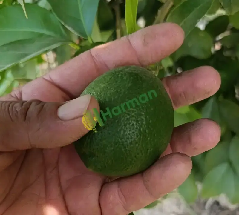 Satılık mayer limon -adana