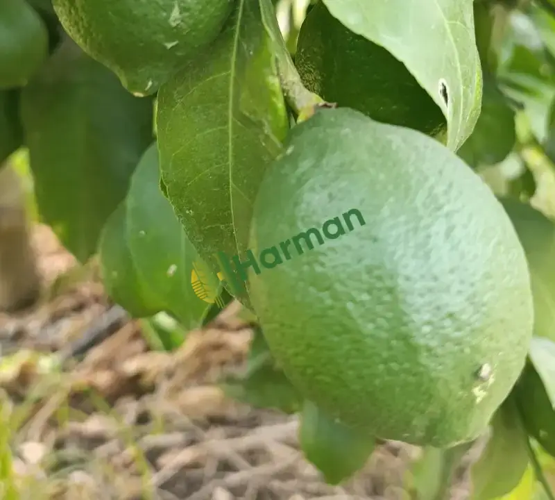 Satılık mayer limon -adana