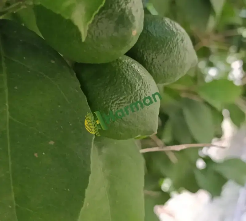 Satılık mayer limon -adana