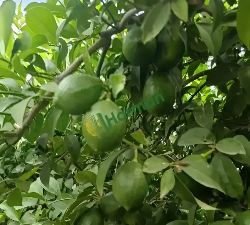 Satılık mayer limon -adana