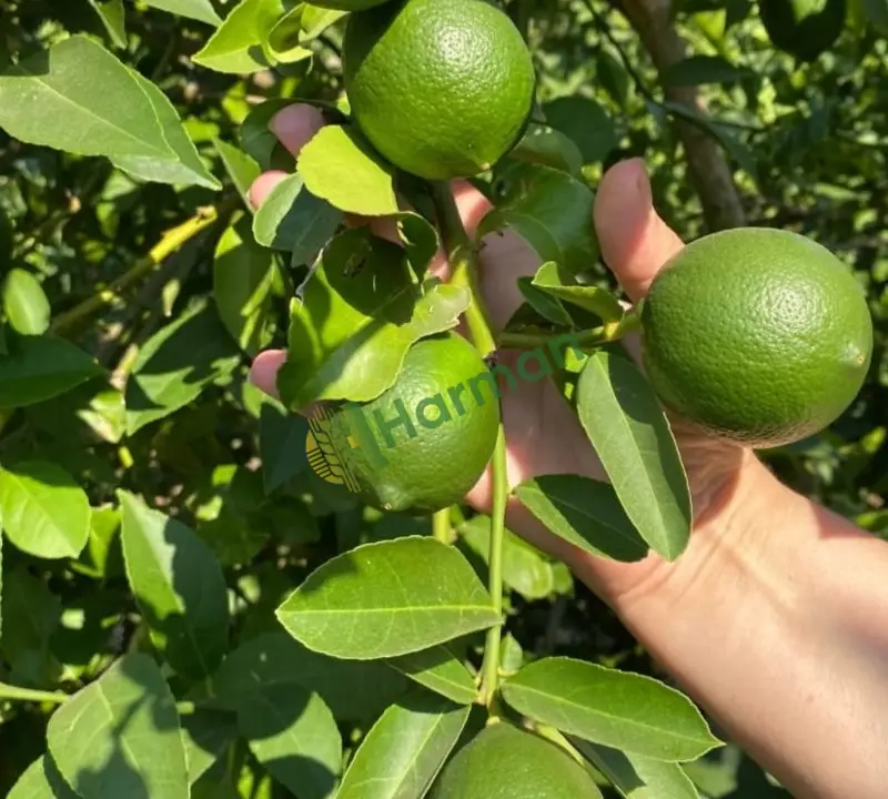 Satılık mayer limon