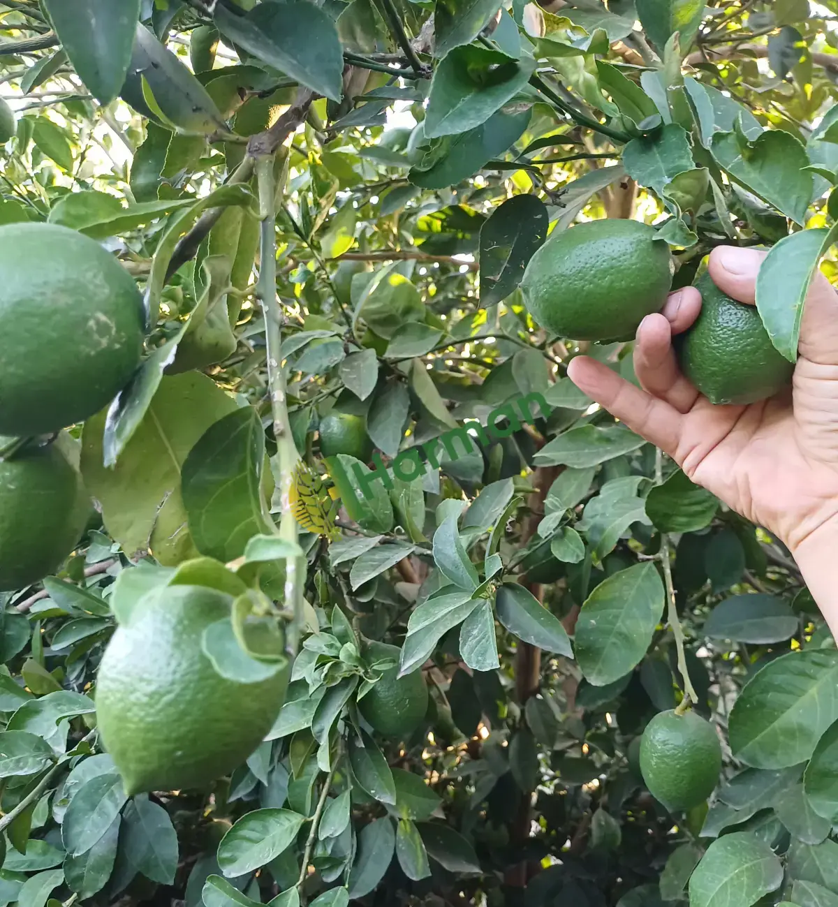 Satılık mayer limon