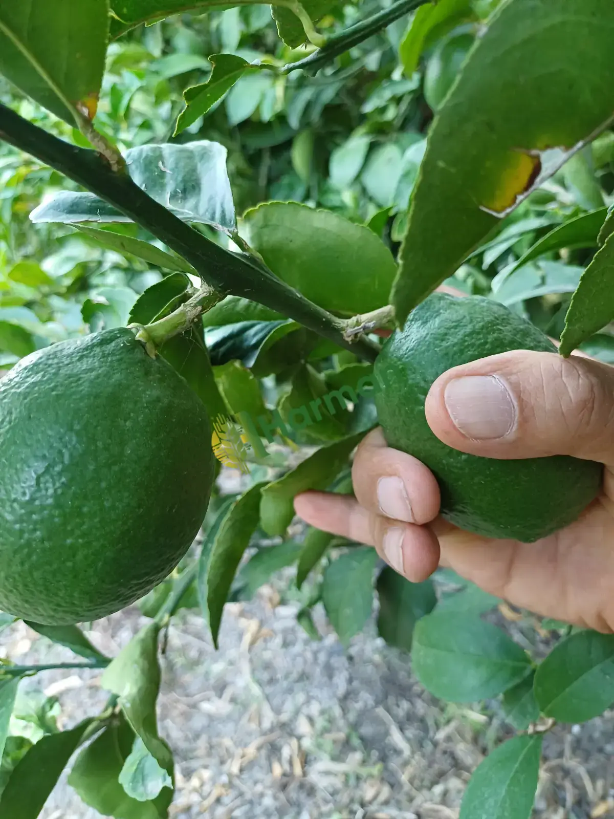 Satılık mayer limon