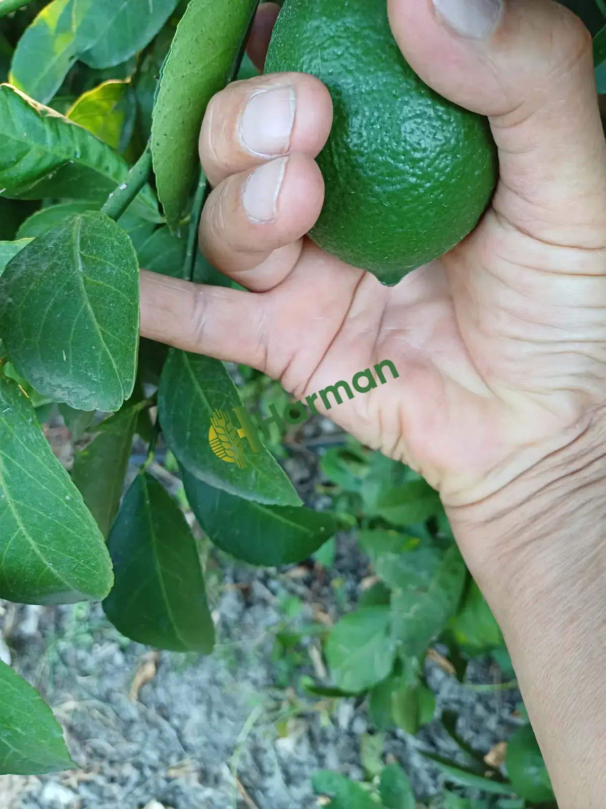 Satılık mayer limon