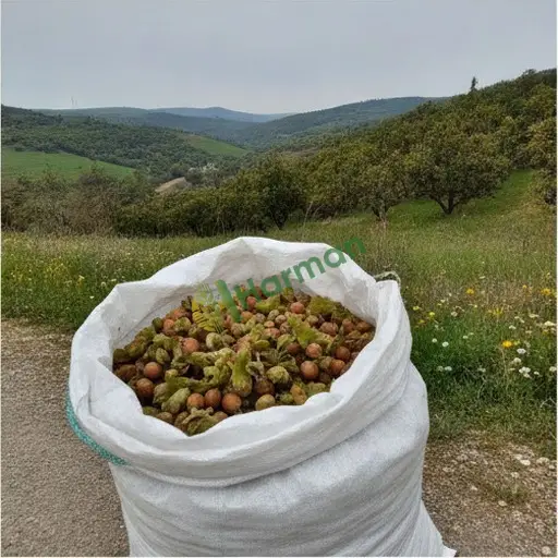 Düzce'de fındık satıyorum