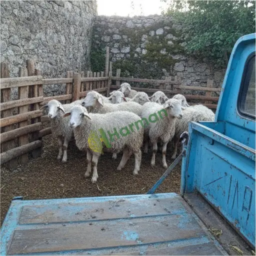 Düzce Gümüşova'da Merinos koyunu satılık