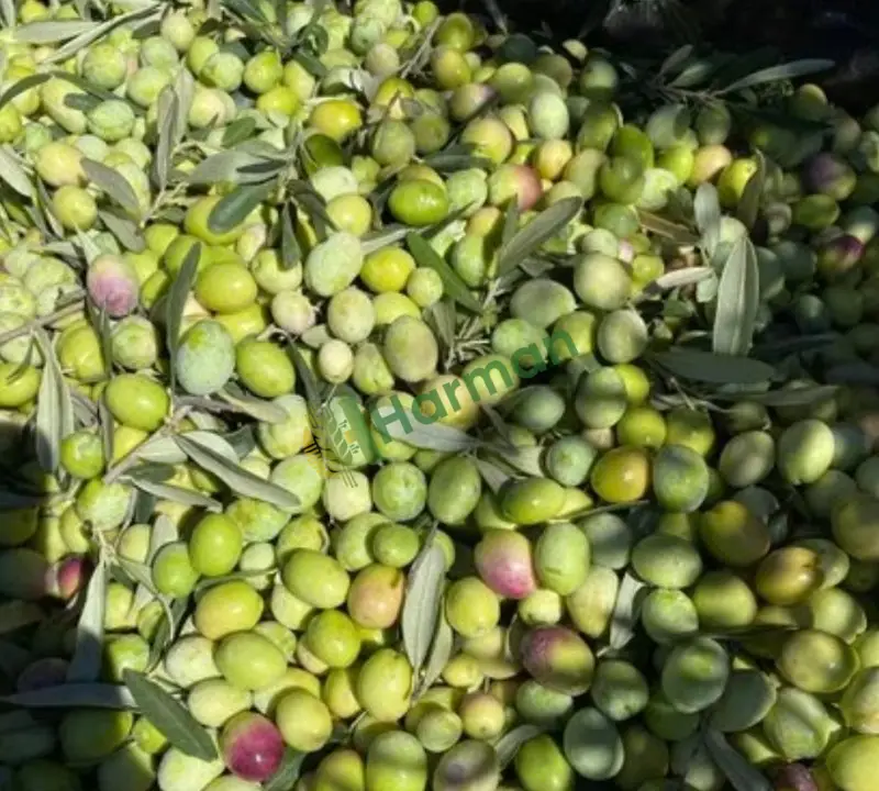 Satılık Mersin Mut Gemlik Cinsi Zeytin