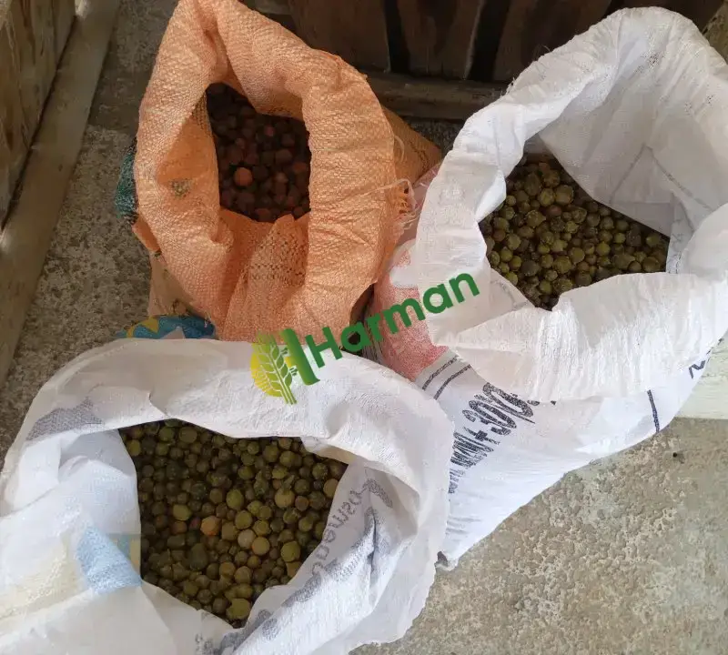 Satılık Meşe Mazısı