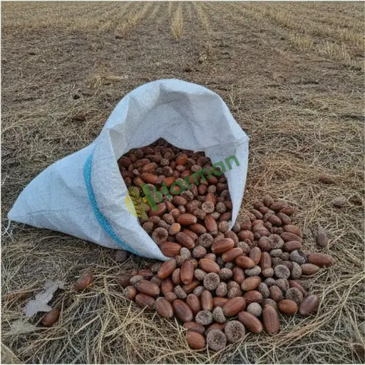 Malatya Battalgazi'de meşe palamudu satılık