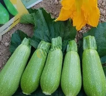 Satılık mini kabak elmalı