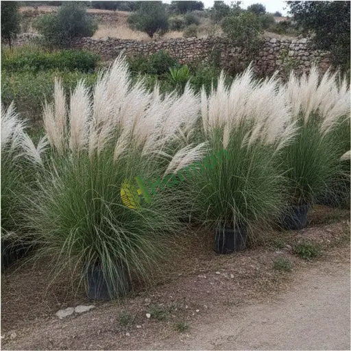 Kocaeli İzmit'te Miscanthus satılır