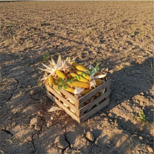 Iğdır Merkez'de mısır elimde var