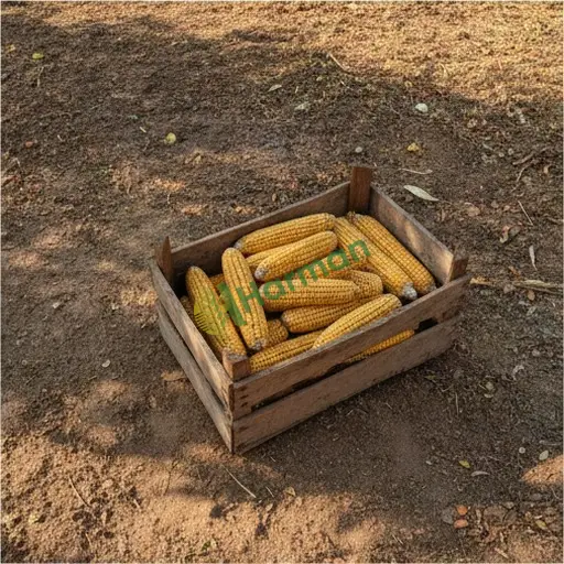 Bilecik Yenipazar uygun fiyata mısır satılık