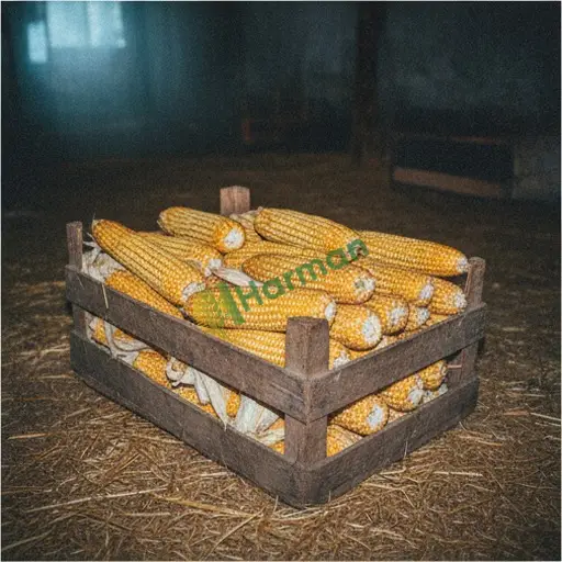 Iğdır Aralık mısır satılık