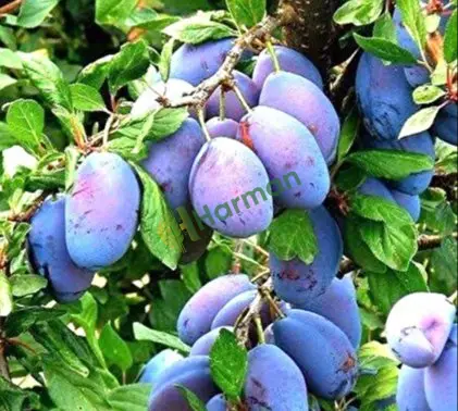 SATİLİK MURDUM ERİGİ AFYON