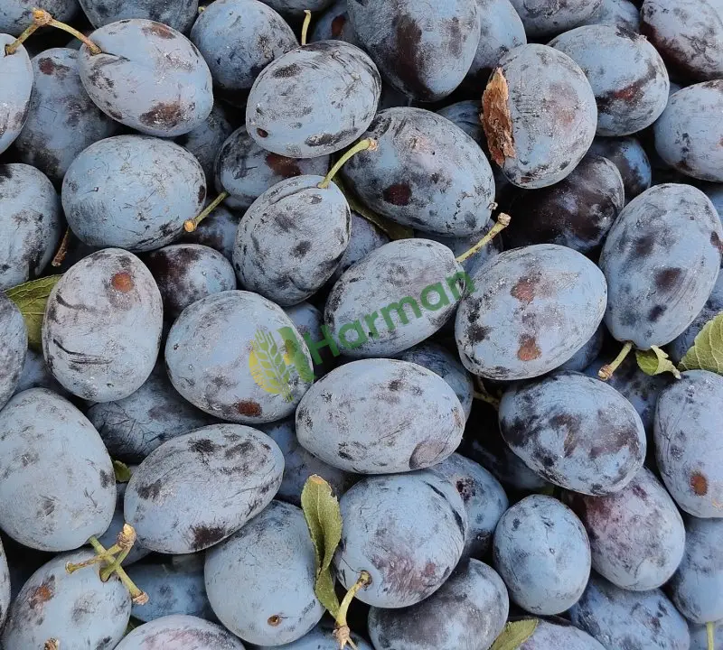 Satılık mürdüm eriği antalya korkuteli