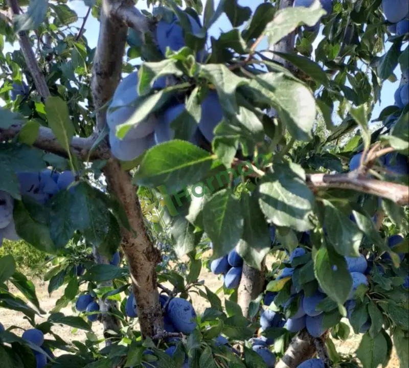 Satılık mürdüm eriği antalya korkuteli