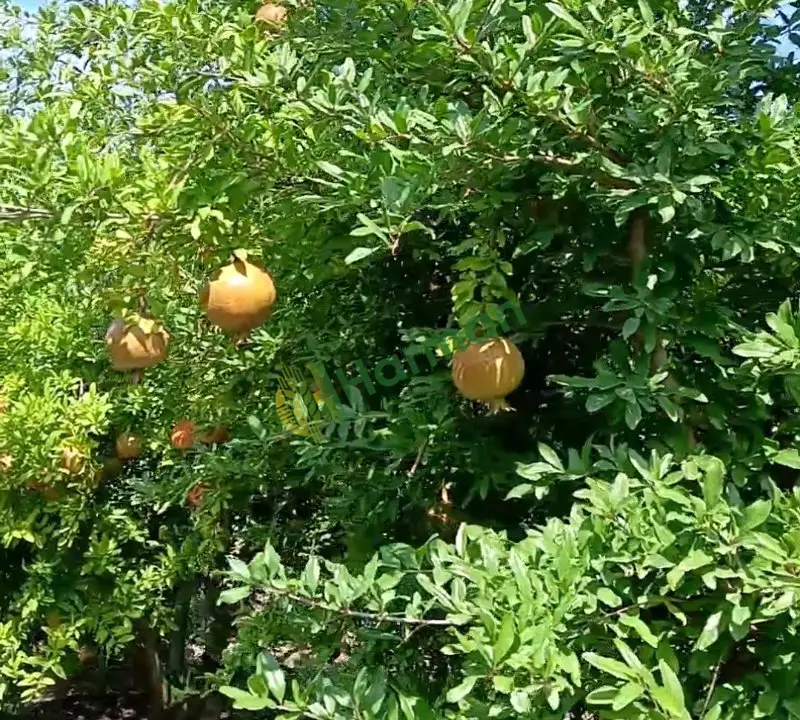 Satılık NAR