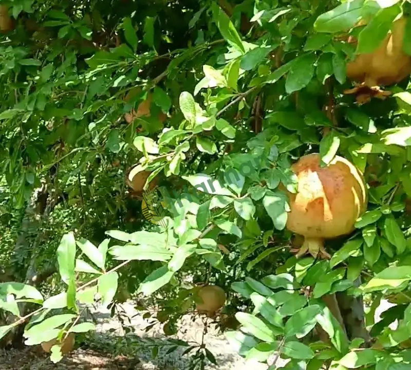 Satılık NAR