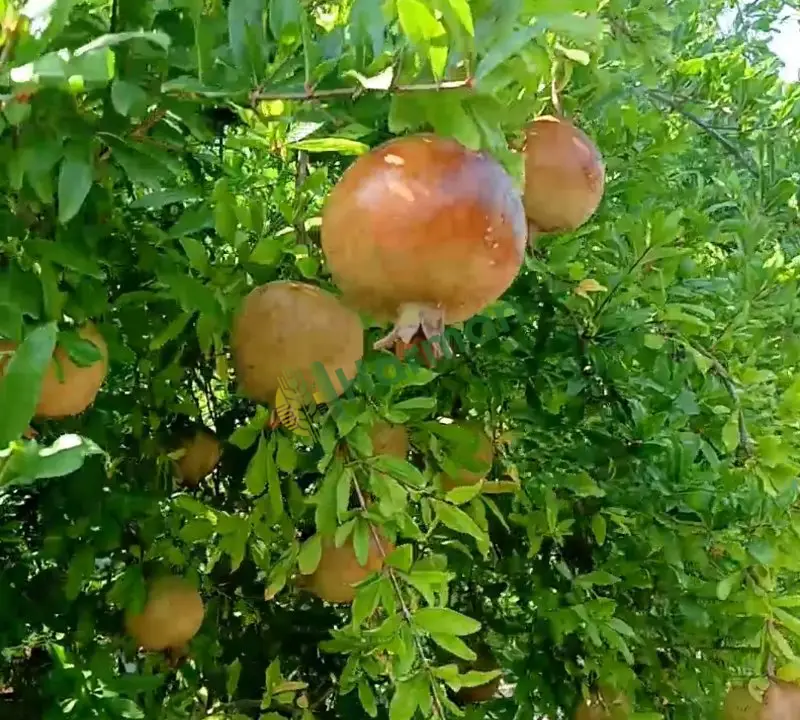 Satılık NAR