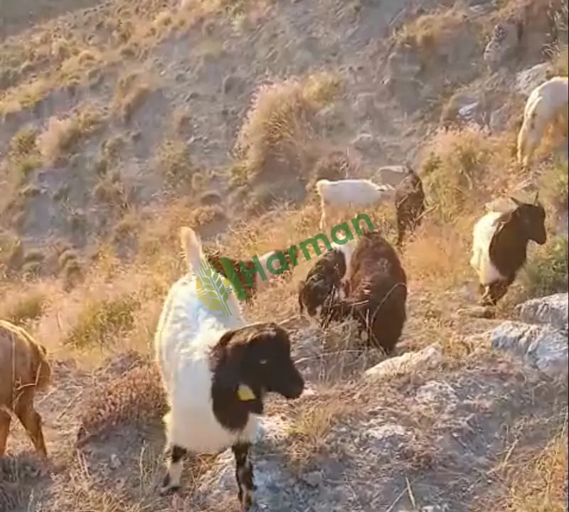 Satılık OĞLAK