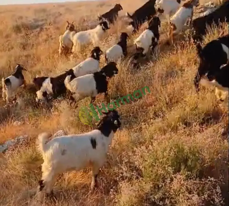 Satılık OĞLAK