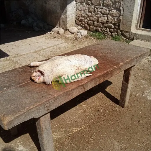 Şırnak Güçlükonak'ta ördek eti satılık
