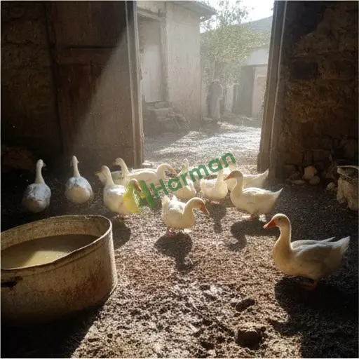 Kocaeli Dilovası'nda ördek satılık