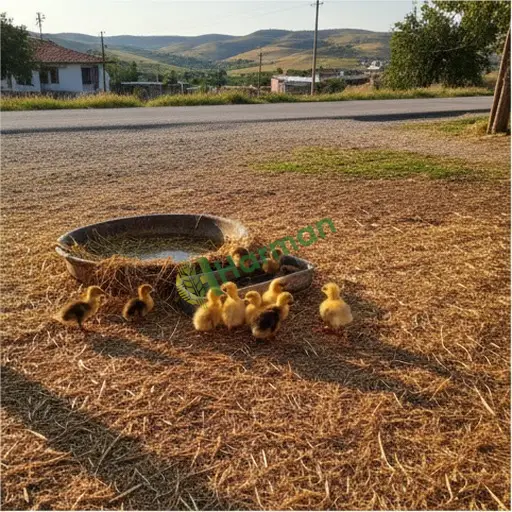 Çankırı Çerkeş'te ördek palazı satıyorum