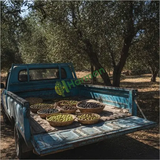 Muğla Köyceğiz zeytin satıyorum