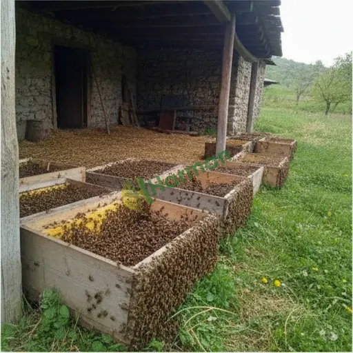 Tunceli Nazımiye'de paket arı kolonisi satılık