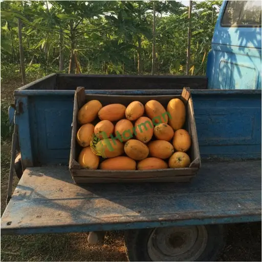Yozgat Şefaatli'de papaya satılık