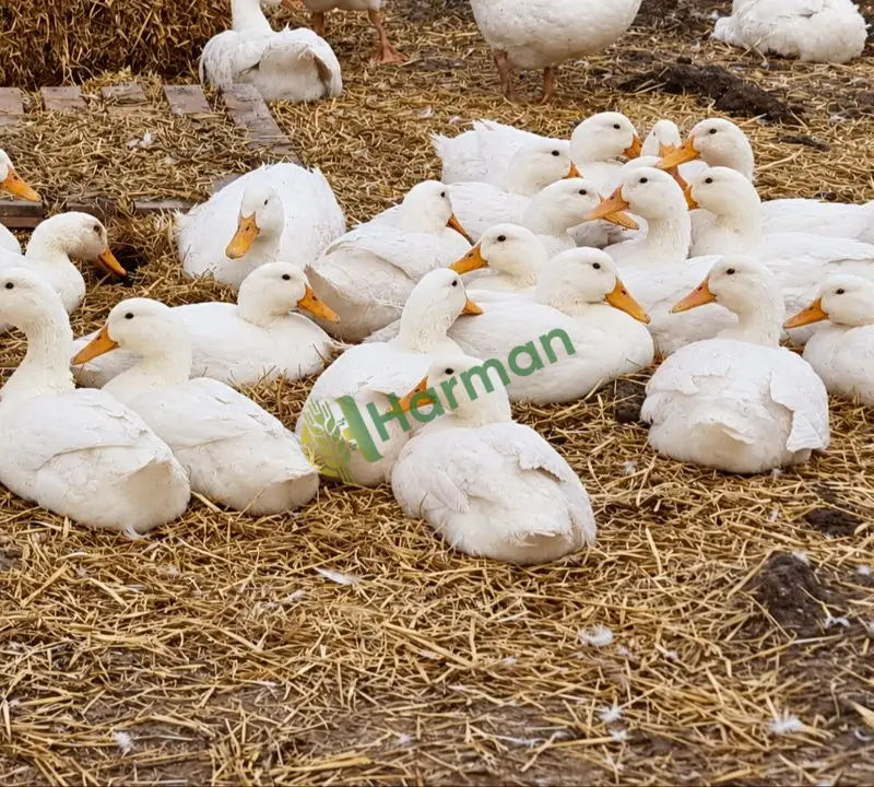 Satılık Pekin ördek eti