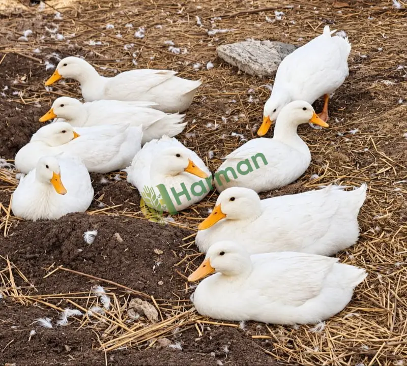 Satılık Pekin ördek eti