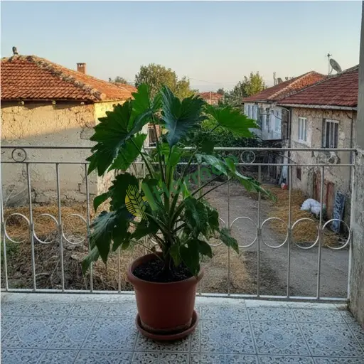 Diyarbakır Lice'de Philodendron satılık