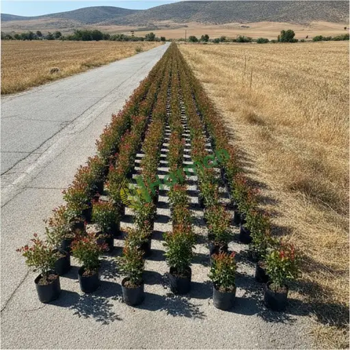 Denizli Sarayköy'den Photinia satılır