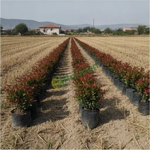 Denizli Acıpayam'da photinia fidanı satılık