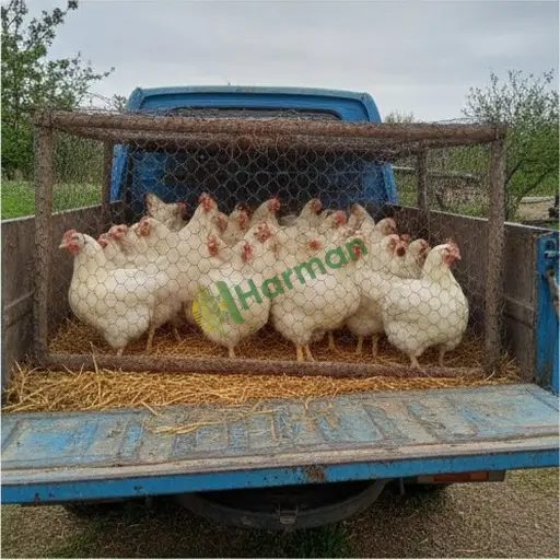 Burdur Altınyayla'da besi piliç satıyorum