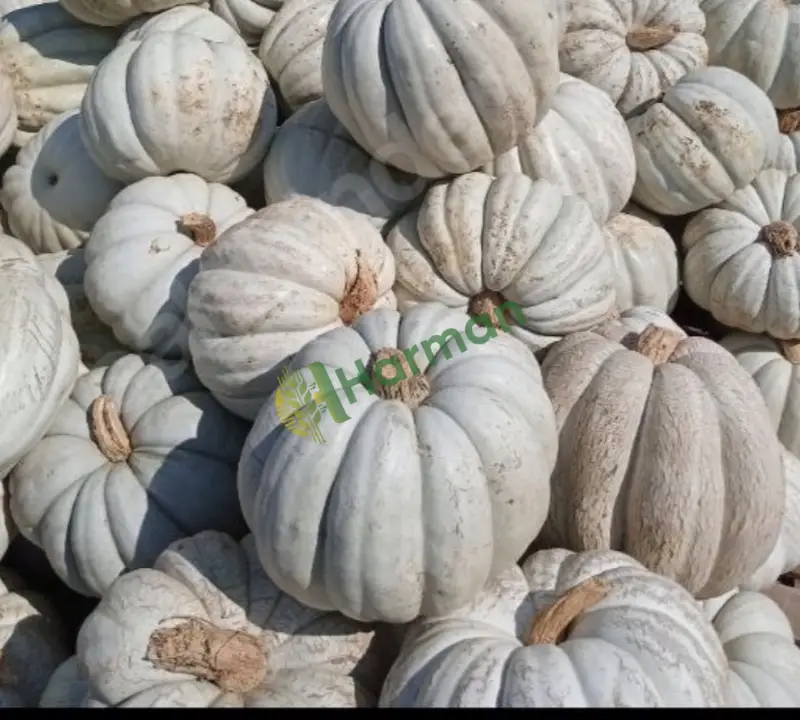 Satılık pişmiş kabak