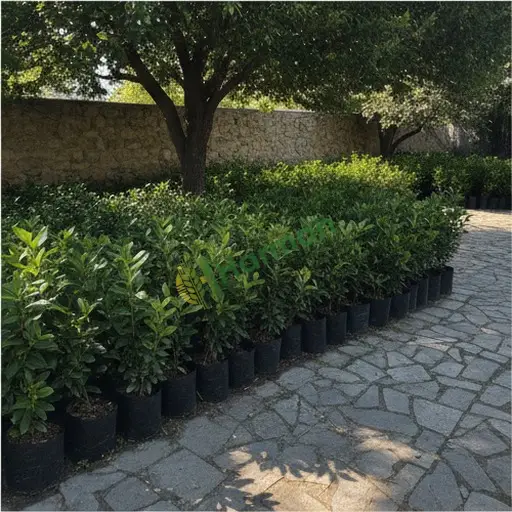 Iğdır Karakoyunlu Satılık Pittosporum