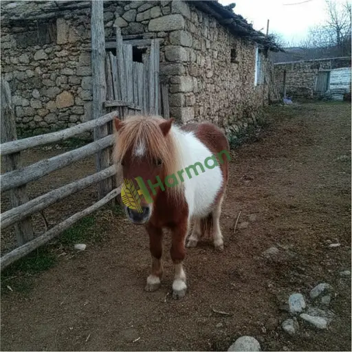 Kars Akyaka'da pony satılık
