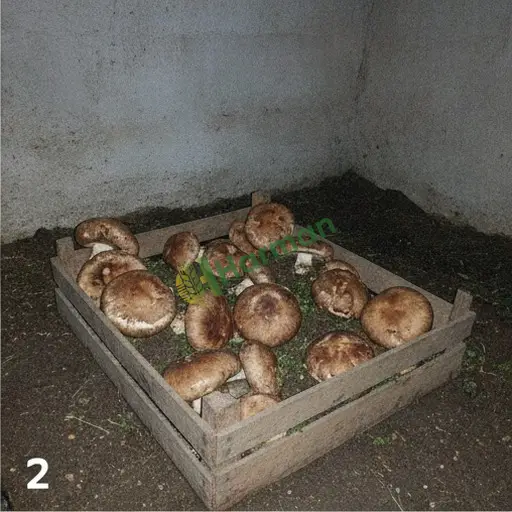 Yüreğir'de portobello mantarı satılık, Adana