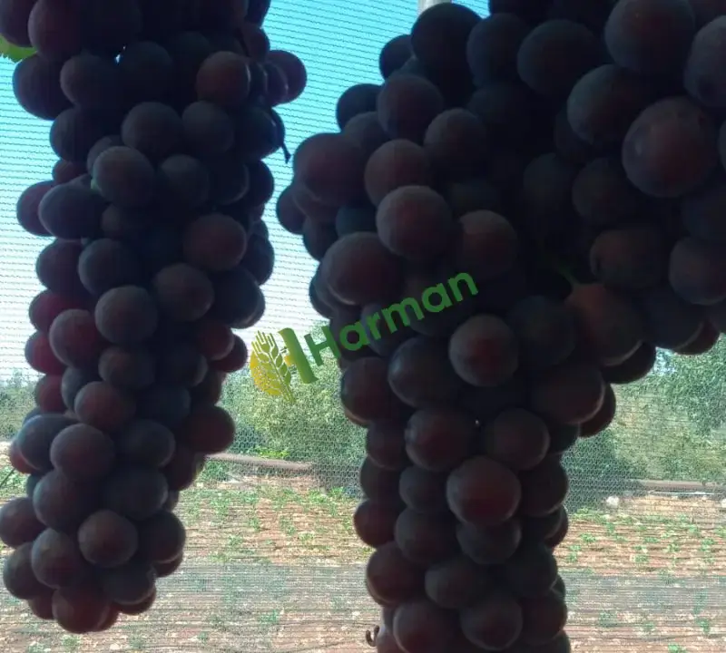 Satılık red globe üzüm