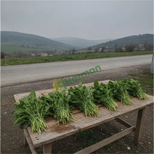 Kocaeli Körfez'de roka satarım