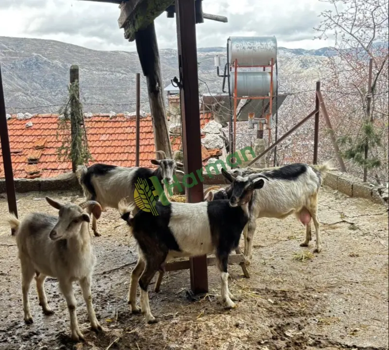 Satılık Saanem Keçi - Antalya/Akseki