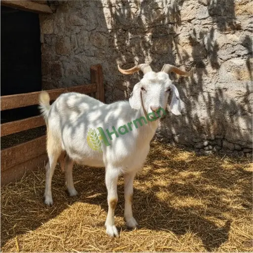Rize Kalkandere'de Saanen keçisi satılık